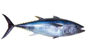 Bluefin tuna really fresh isolated on white Thunnus thynnus